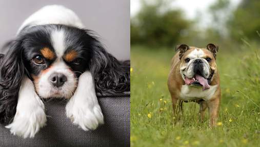 У Норвегії заборонили розводити спанієлів та бульдогів